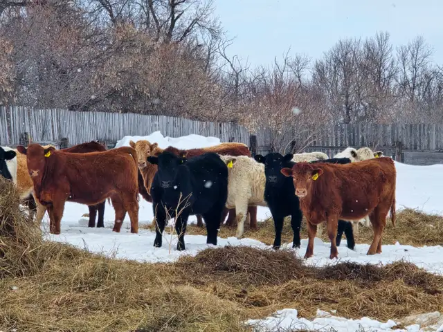 20-22 Replacement Heifers for sale - Photo 2