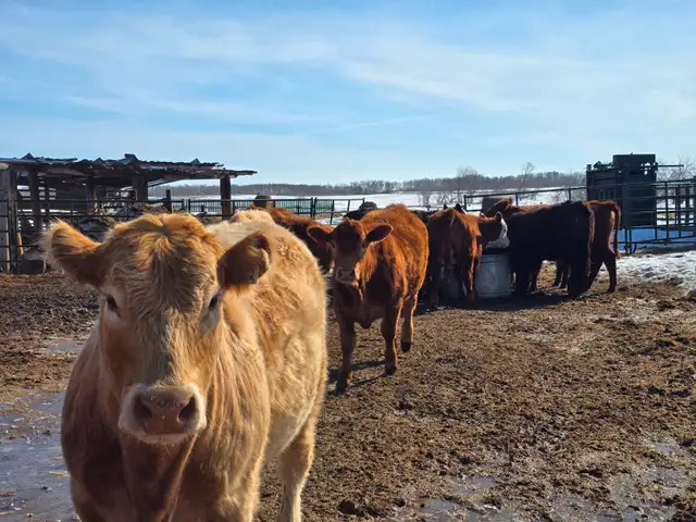 20-22 Replacement Heifers for sale - Photo 3