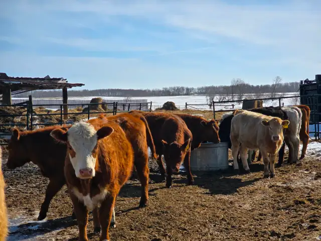 20-22 Replacement Heifers for sale - Photo 4