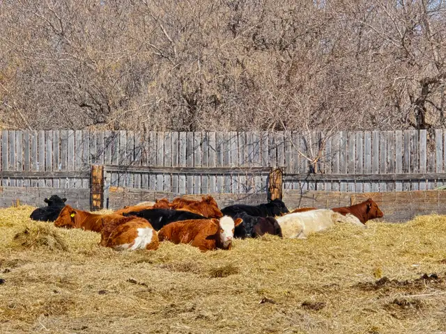 20-22 Replacement Heifers for sale - Photo 5