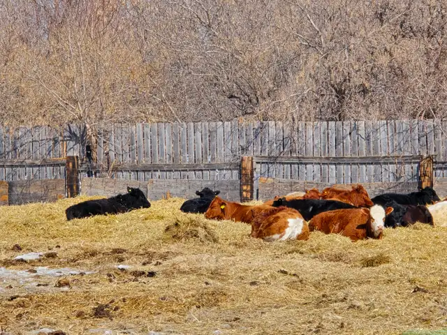 20-22 Replacement Heifers for sale - Photo 6