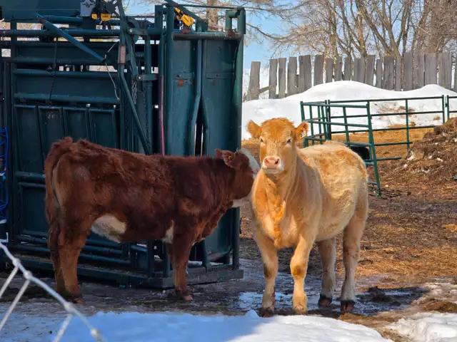 20-22 Replacement Heifers for sale - Photo 7