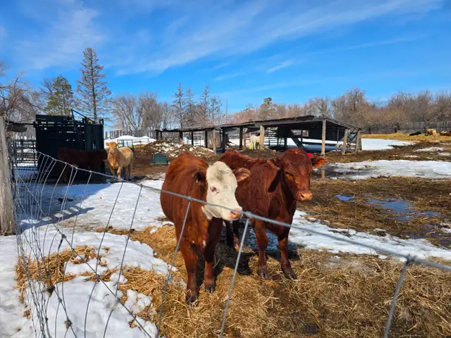 20-22 Replacement Heifers for sale - Photo 8