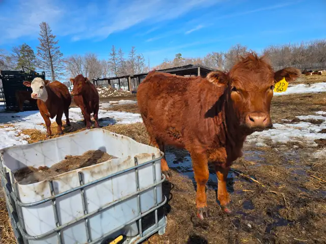 20-22 Replacement Heifers for sale - Photo 9