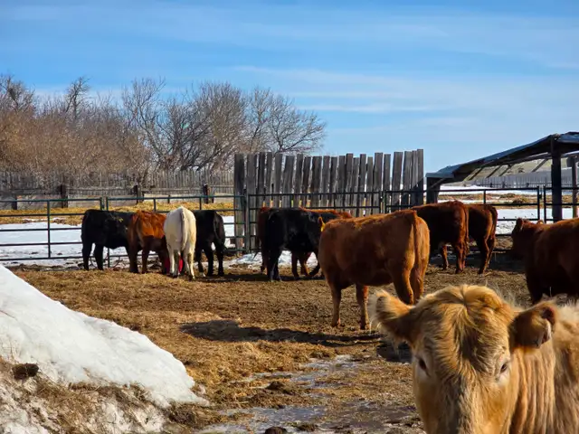 20-22 Replacement Heifers for sale - Photo 10