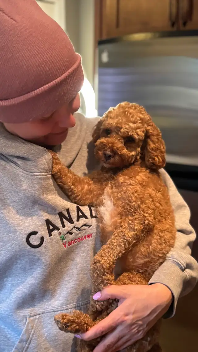 Red Toy Poodle lost - Photo 2