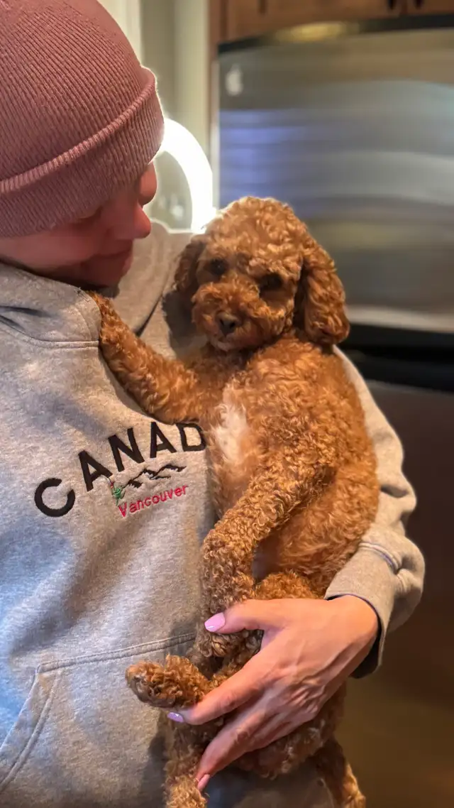 Red Toy Poodle lost - Photo 3