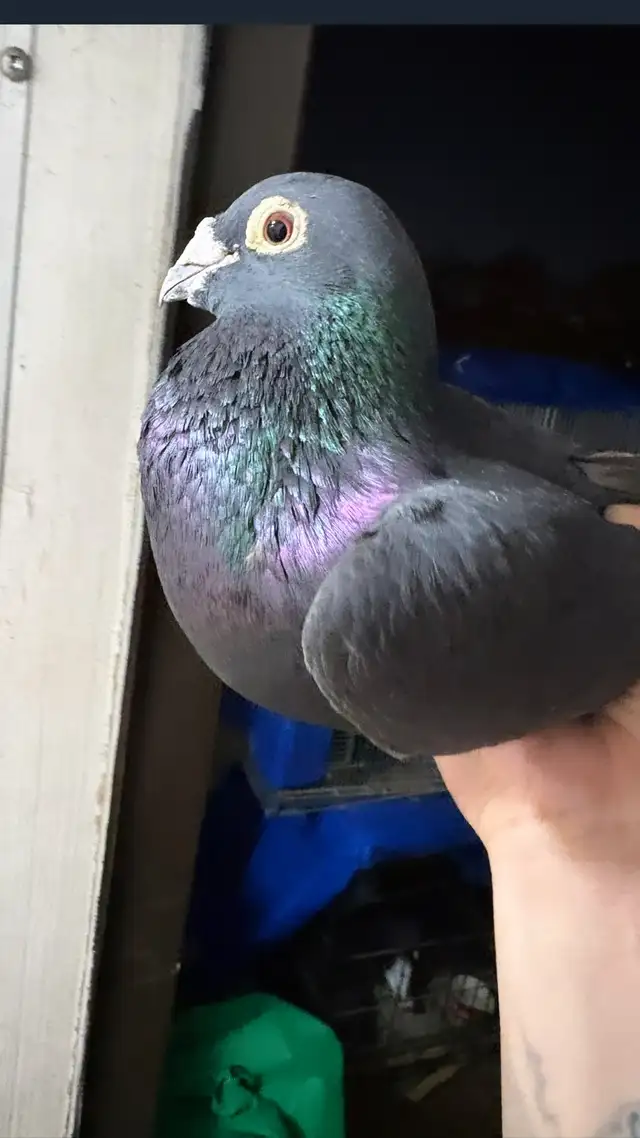 black diamond pair racing pigeon