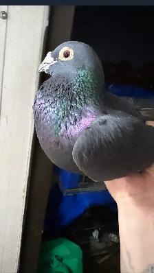 black diamond pair racing pigeon