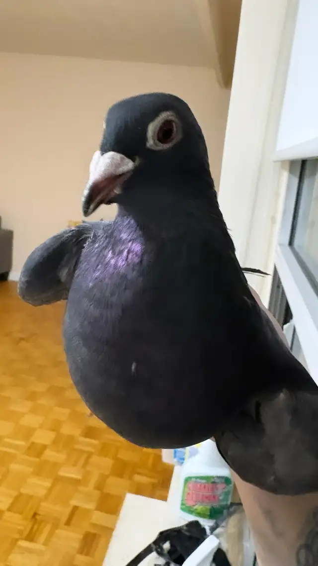 black diamond pair racing pigeon - Photo 2