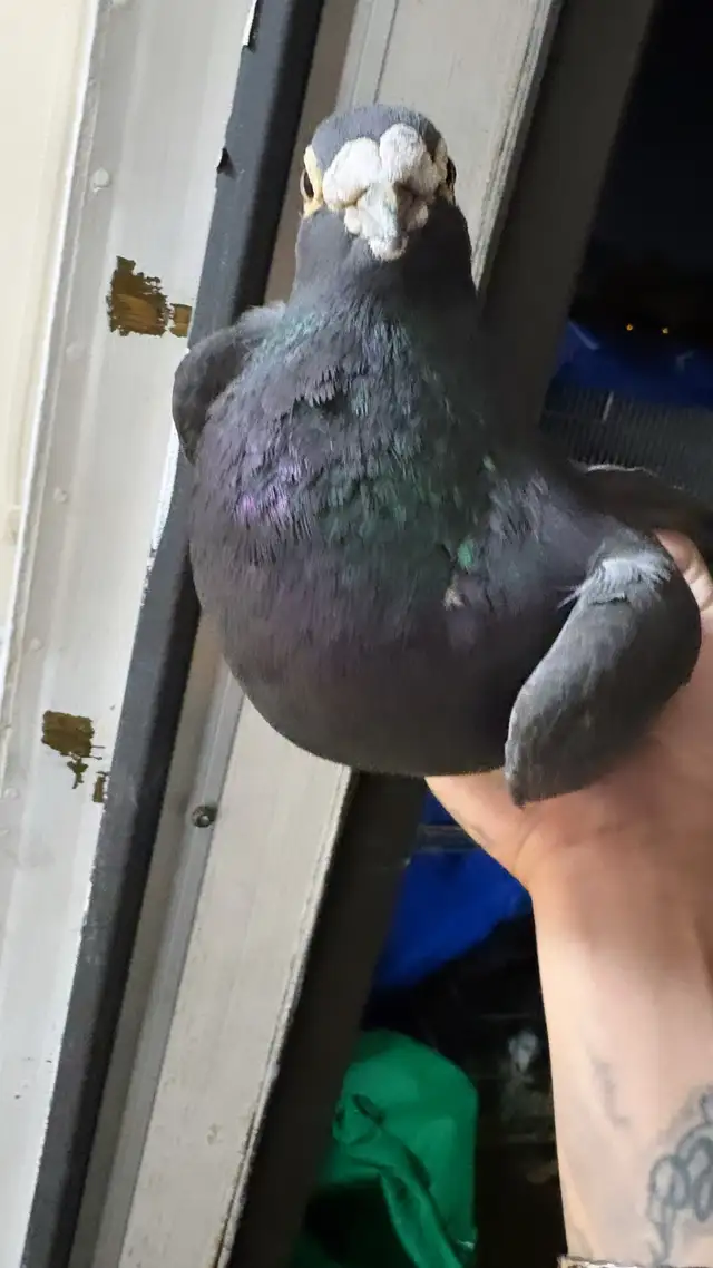 black diamond pair racing pigeon - Photo 3