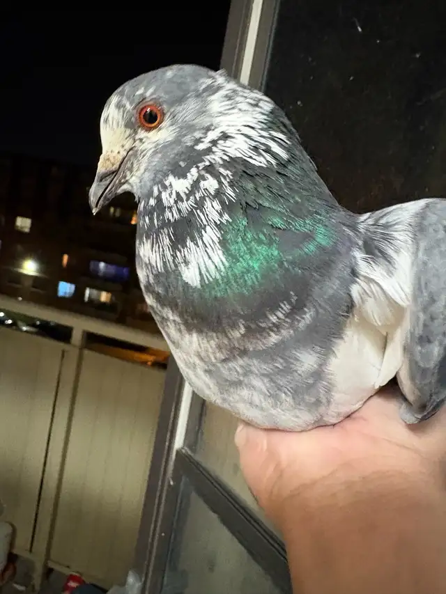 grizzle male - Photo 2