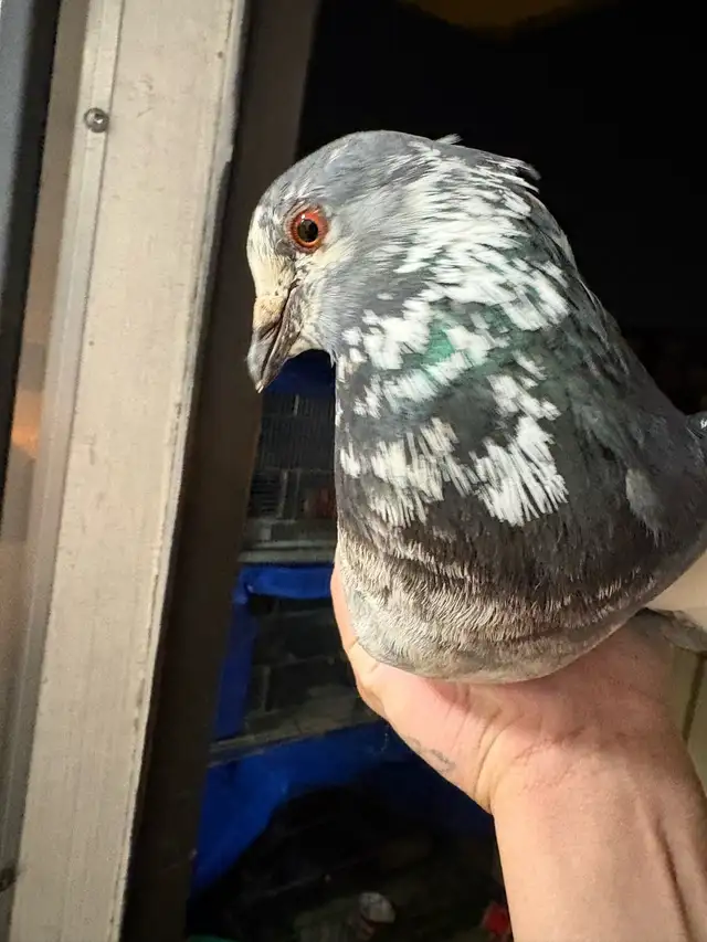 grizzle male - Photo 3