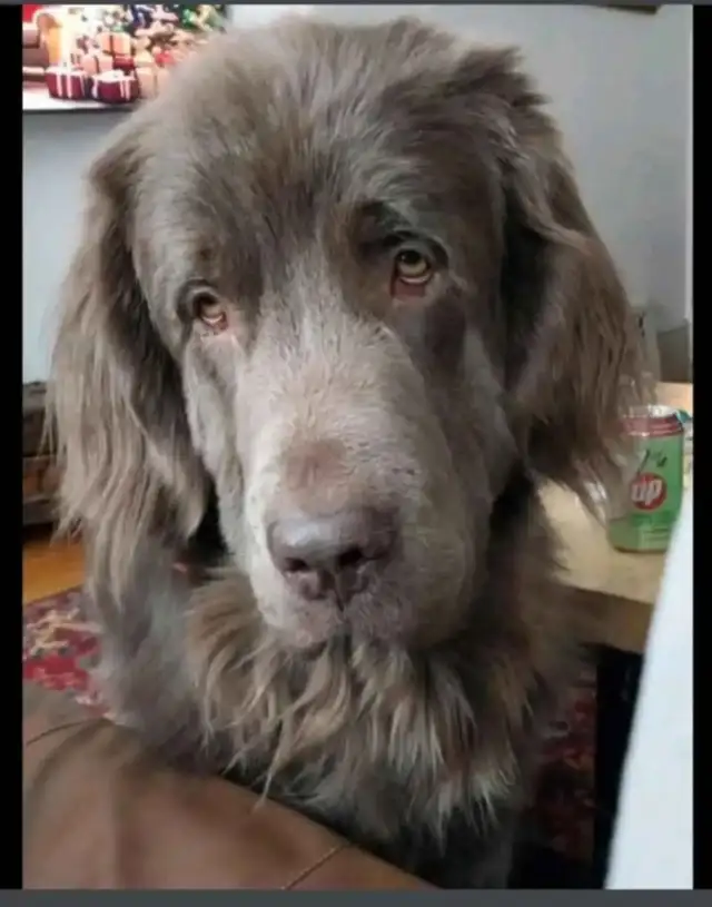 Pet Sitter/Dog Walker - Photo 3