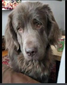 Pet Sitter/Dog Walker - Photo 3