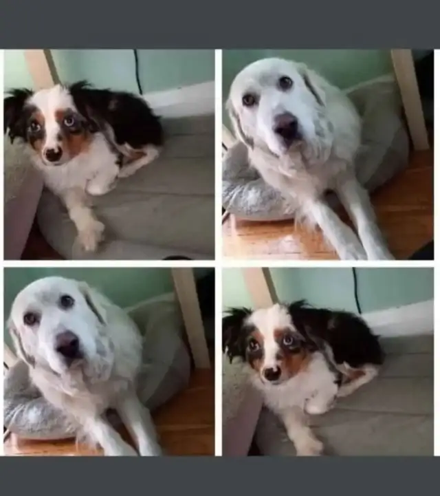 Pet Sitter/Dog Walker - Photo 5