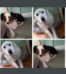 Pet Sitter/Dog Walker - Photo 5