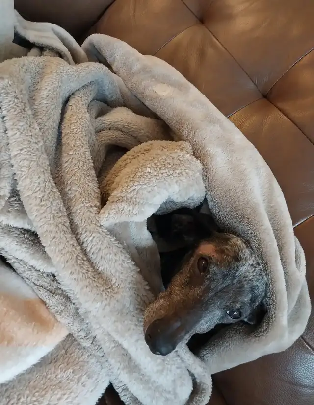 Pet Sitter/Dog Walker - Photo 8