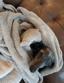 Pet Sitter/Dog Walker - Photo 8