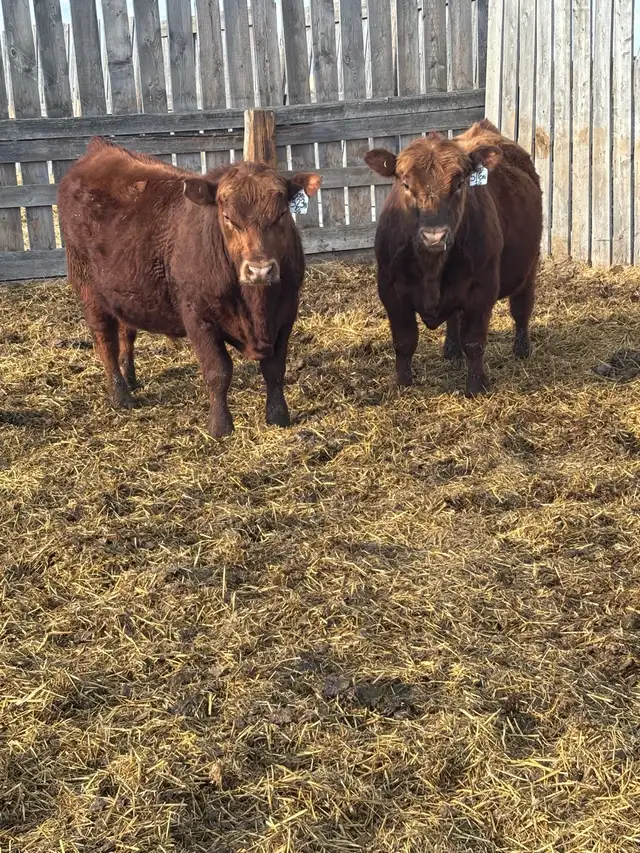 Registered Red angus yearling bulls