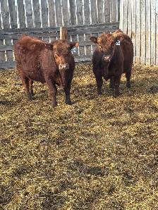 Registered Red angus yearling bulls