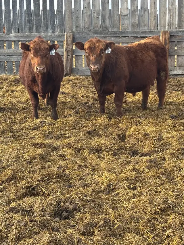 Registered Red angus yearling bulls - Photo 2