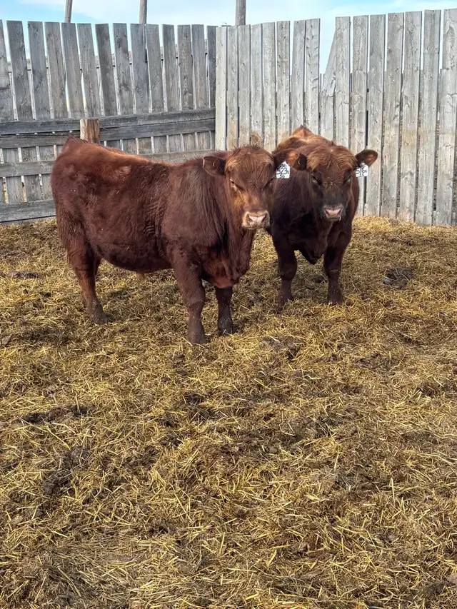 Registered Red angus yearling bulls - Photo 3
