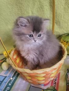 British Longhair Kitten Female Purebred