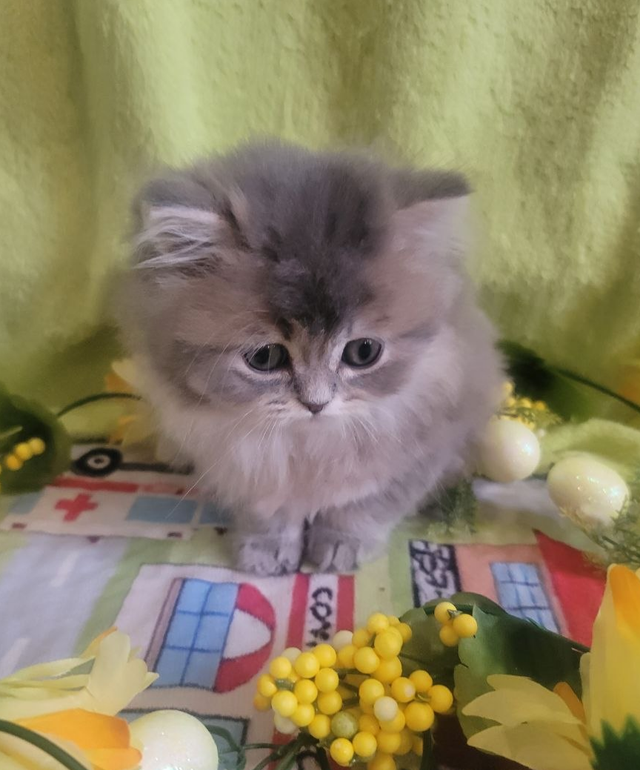 British Longhair Kitten Female Purebred - Photo 2