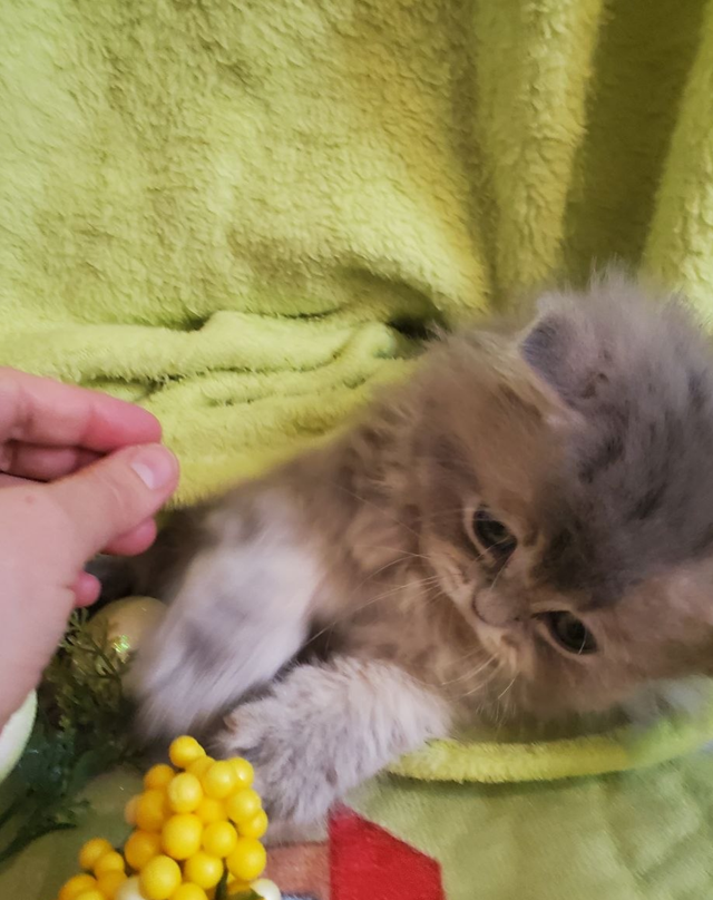 British Longhair Kitten Female Purebred - Photo 3