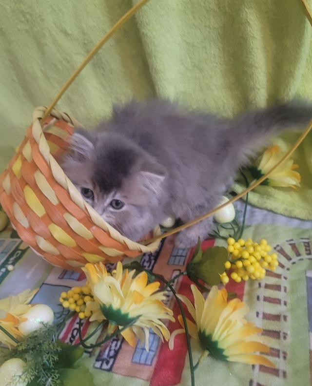 British Longhair Kitten Female Purebred - Photo 4