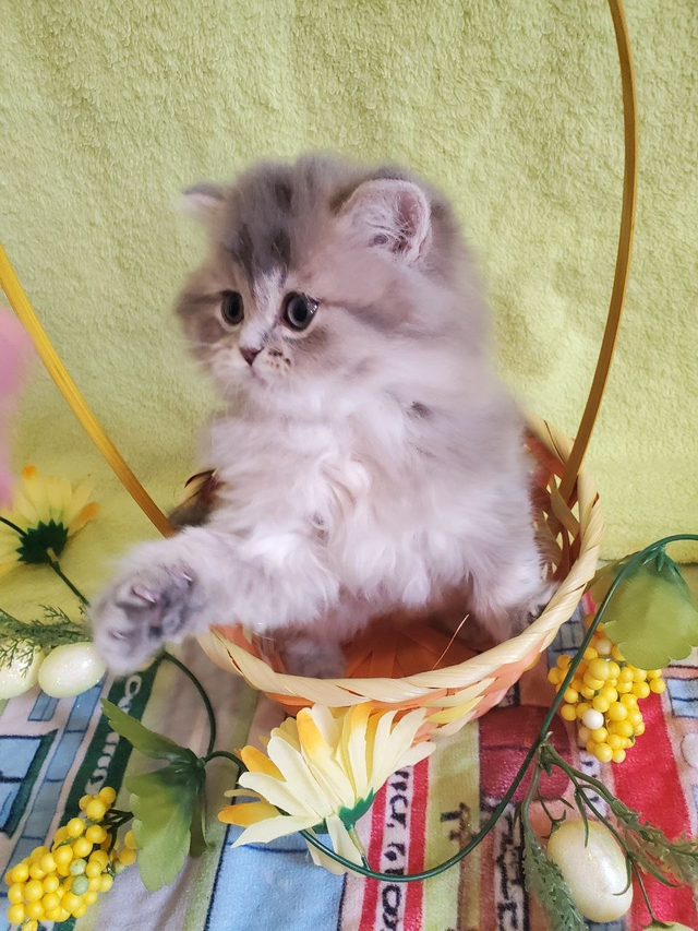 British Longhair Kitten Female Purebred - Photo 5