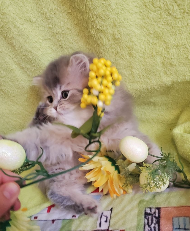 British Longhair Kitten Female Purebred - Photo 6