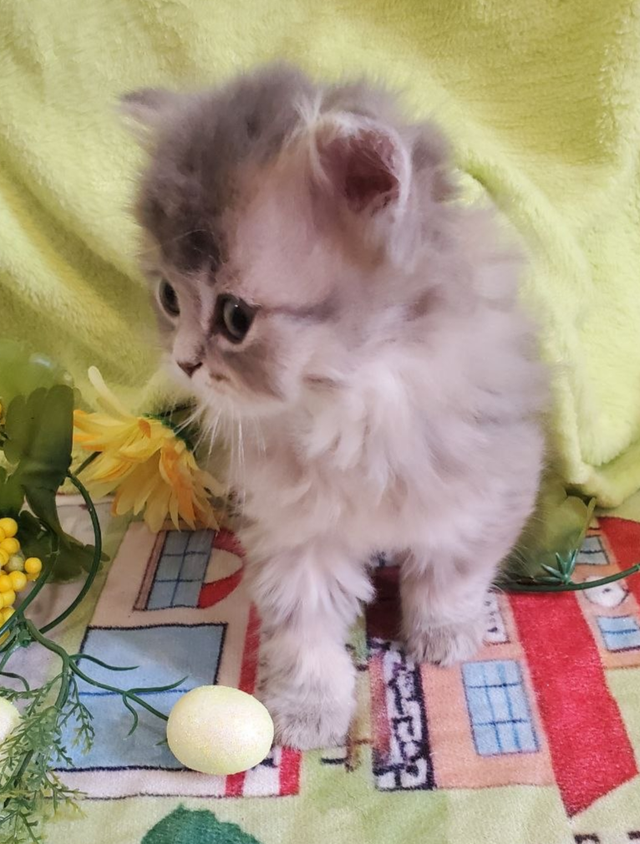 British Longhair Kitten Female Purebred - Photo 7