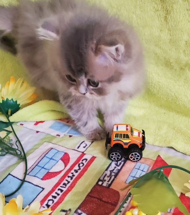 British Longhair Kitten Female Purebred - Photo 8