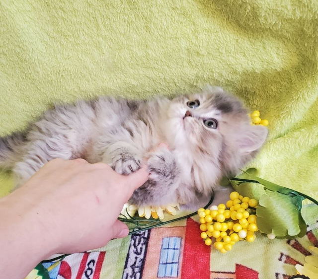 British Longhair Kitten Female Purebred - Photo 9