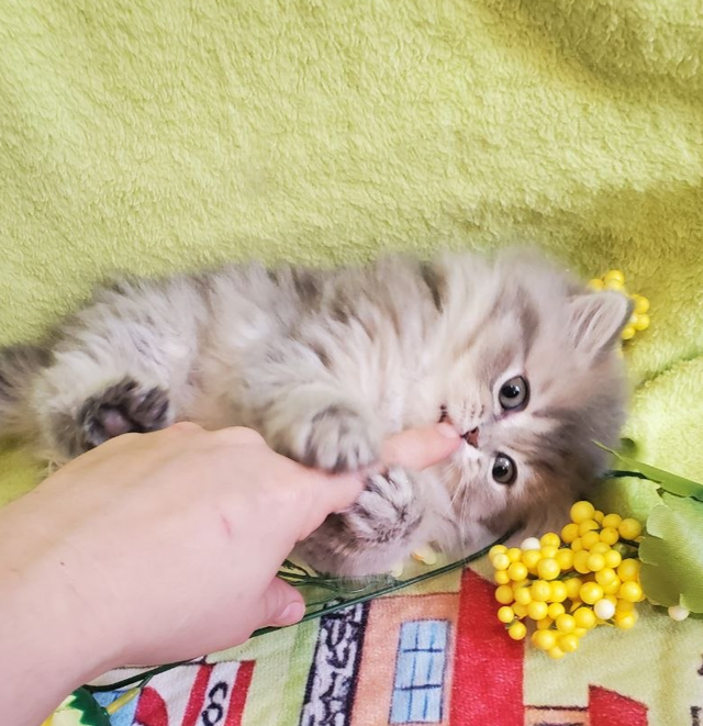 British Longhair Kitten Female Purebred - Photo 10