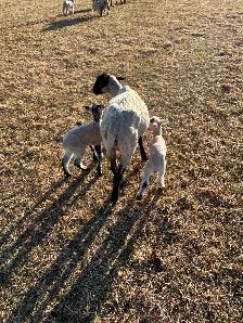 Ewe with lambs