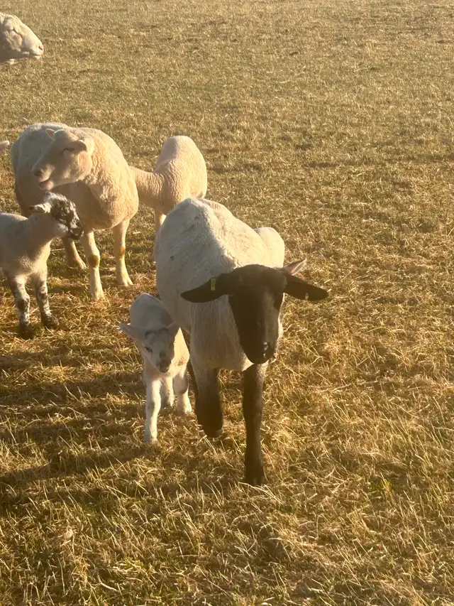 Ewe with lambs - Photo 2
