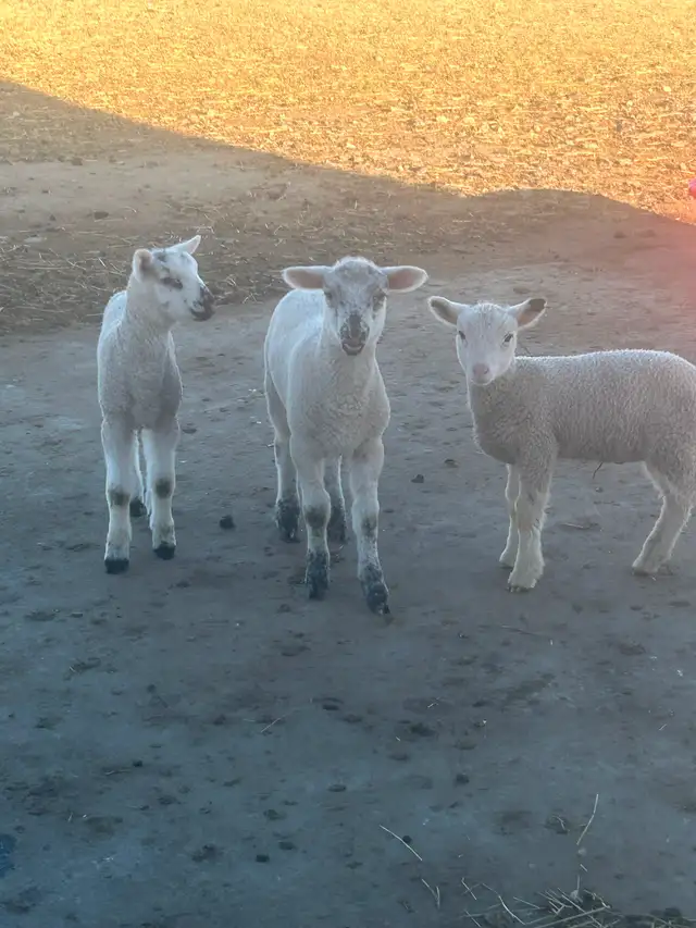 Ewe with lambs - Photo 3