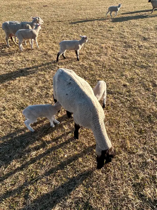 Ewe with lambs - Photo 4