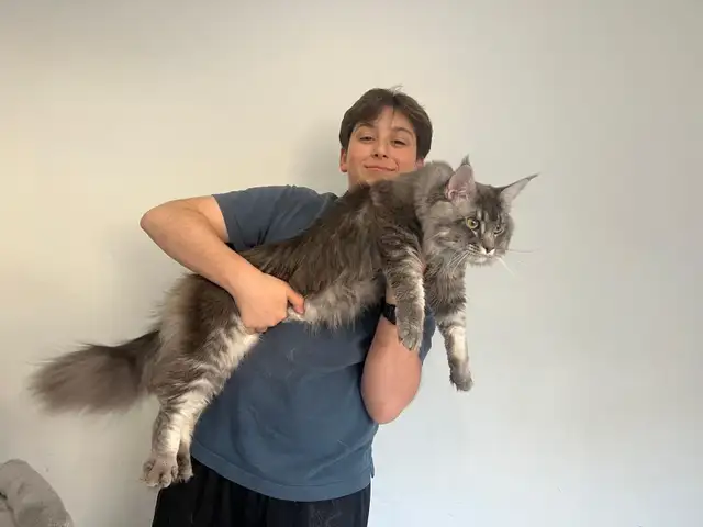 Meet Your Future Gentle Giant – Purebred Maine Coon Kittens - Photo 3