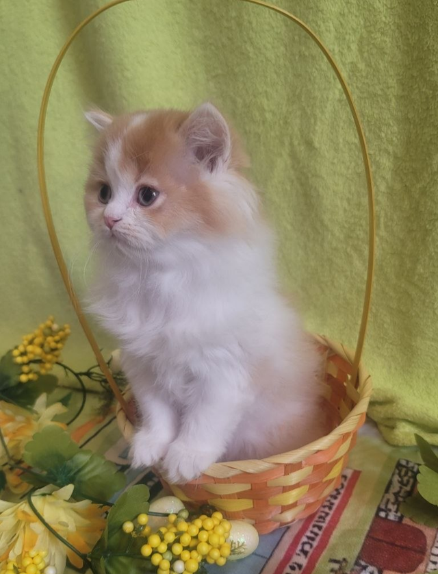 British Longhair Kitten Male Purebred
