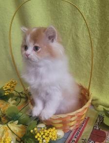 British Longhair Kitten Male Purebred