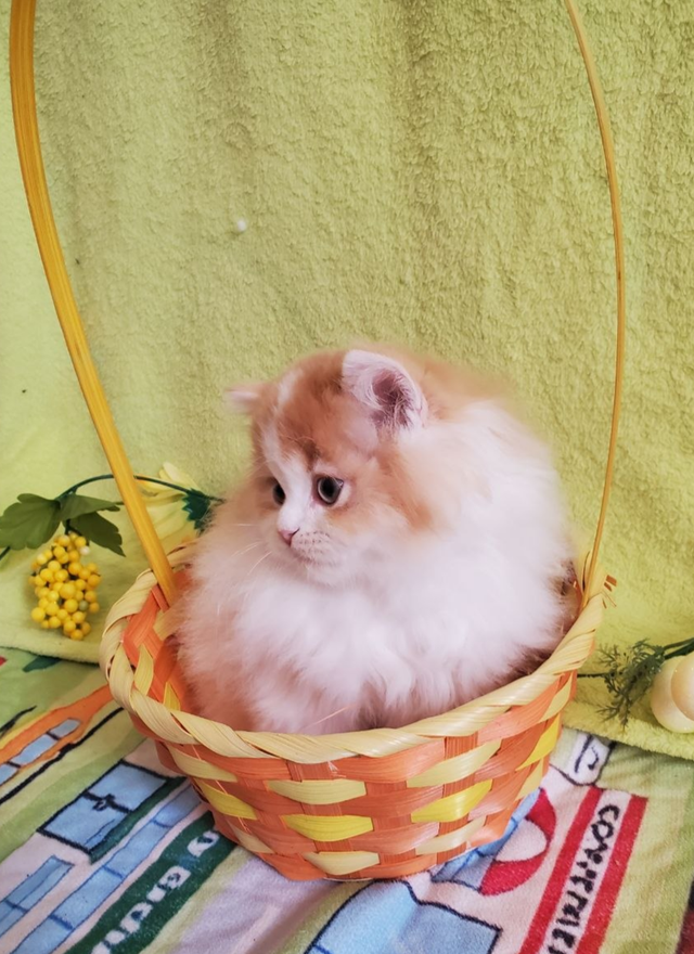 British Longhair Kitten Male Purebred - Photo 2