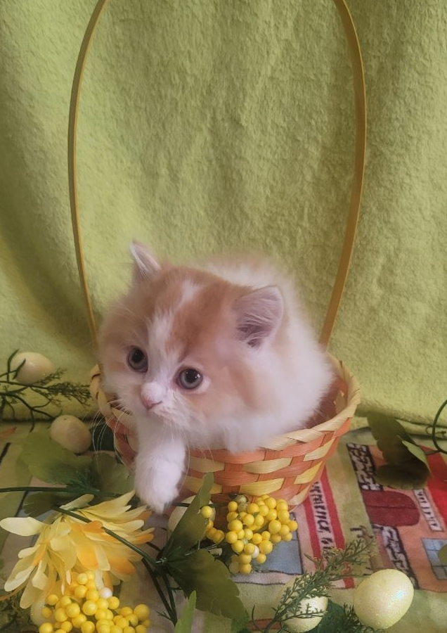 British Longhair Kitten Male Purebred - Photo 3