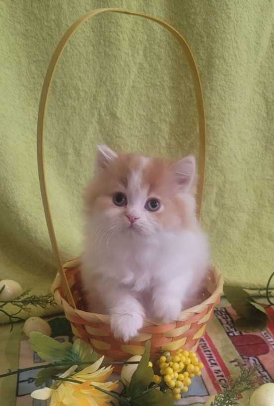British Longhair Kitten Male Purebred - Photo 4