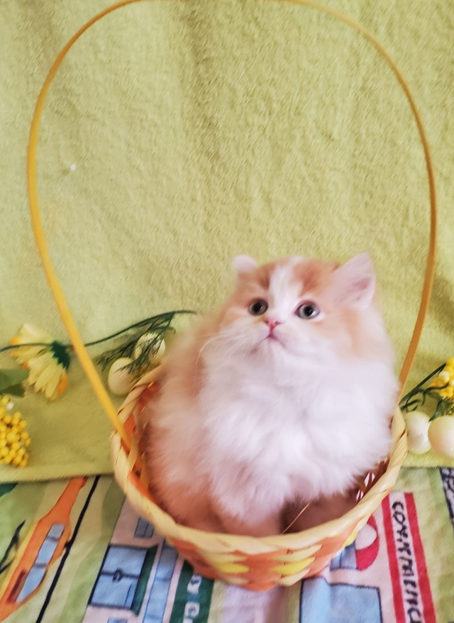 British Longhair Kitten Male Purebred - Photo 5