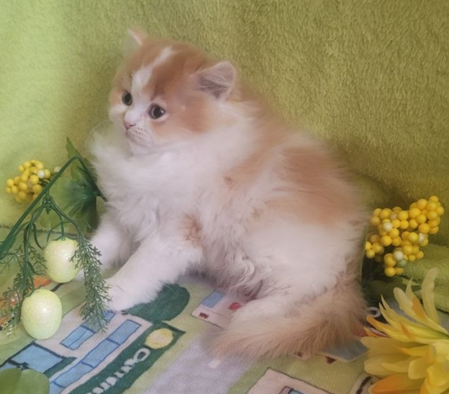 British Longhair Kitten Male Purebred - Photo 6