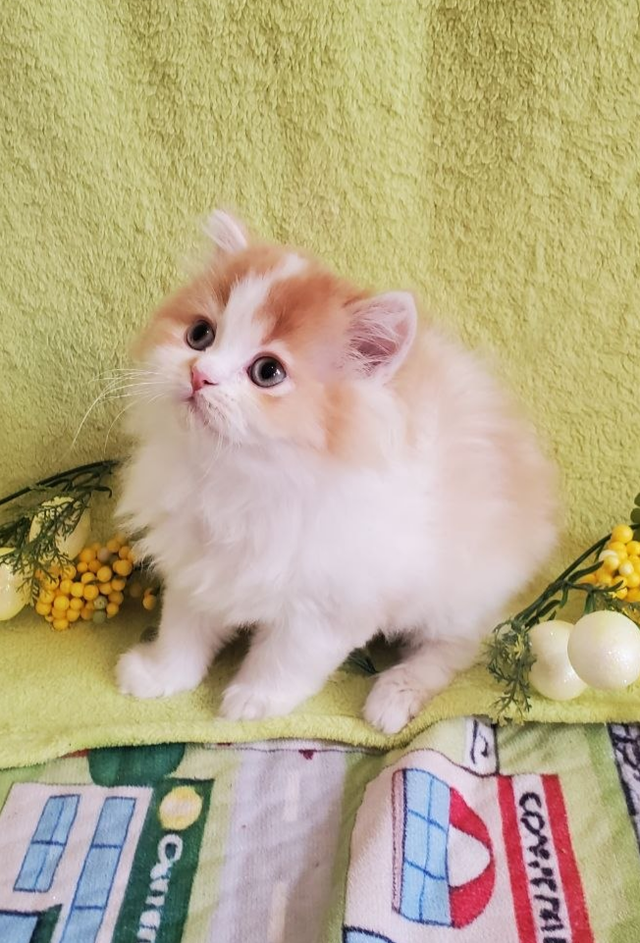 British Longhair Kitten Male Purebred - Photo 7